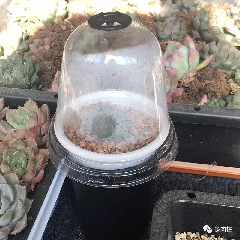 如何养好多多肉,怎么才能养好多肉盆栽