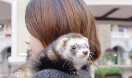 漂洋过海来看你的宠物新秀——雪貂