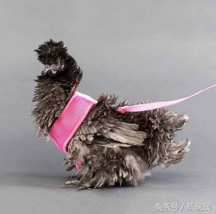 越来越多人养鸡当宠物，还有人卖鸡尿布发财了……