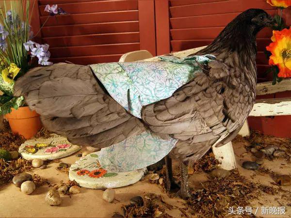 越来越多人养鸡当宠物，还有人卖鸡尿布发财了……