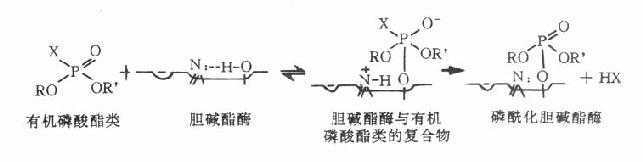 药理学抗精神抑郁药,抗胆碱酯酶药物口诀