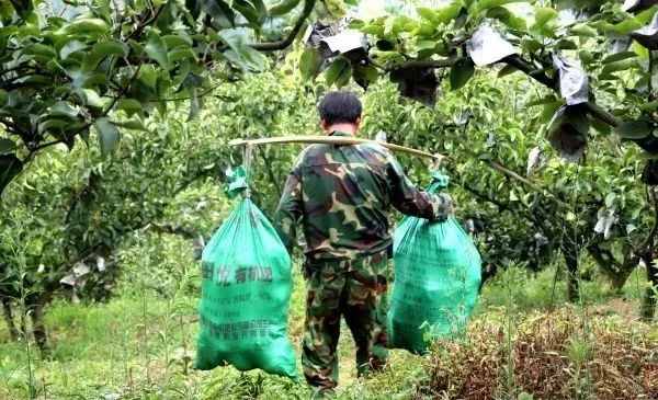 黄金梨丰收的季节,黄金梨丰收