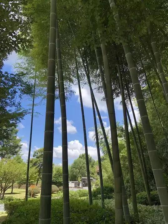 宜兴竹海吹起了一股简洁风,吹来了一波纯色壁纸~