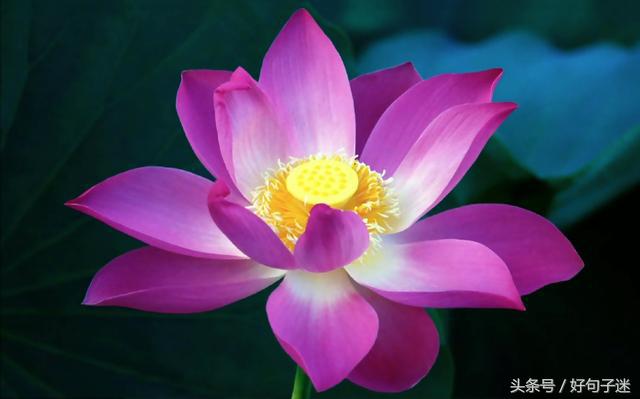 喝酒感悟人生哲理精辟句子,品茶感悟人生哲理精辟句子