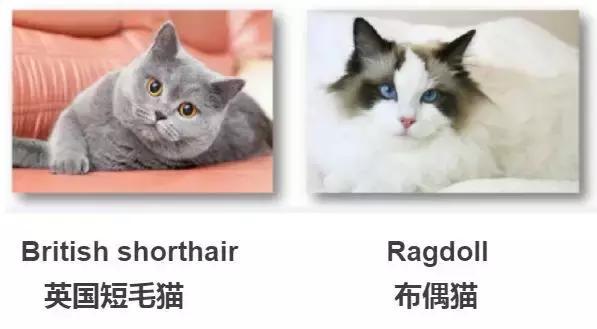 看到猫只会说Cat,看到狗只会说Dog?讲真,你的英文太差了