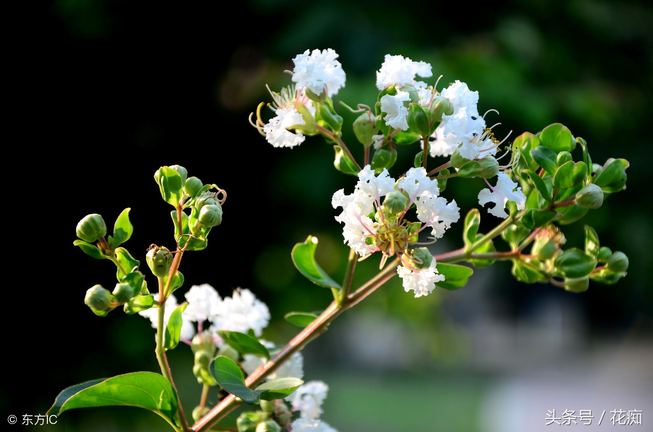 漂亮的紫薇花开了,紫薇哪个品种最好养