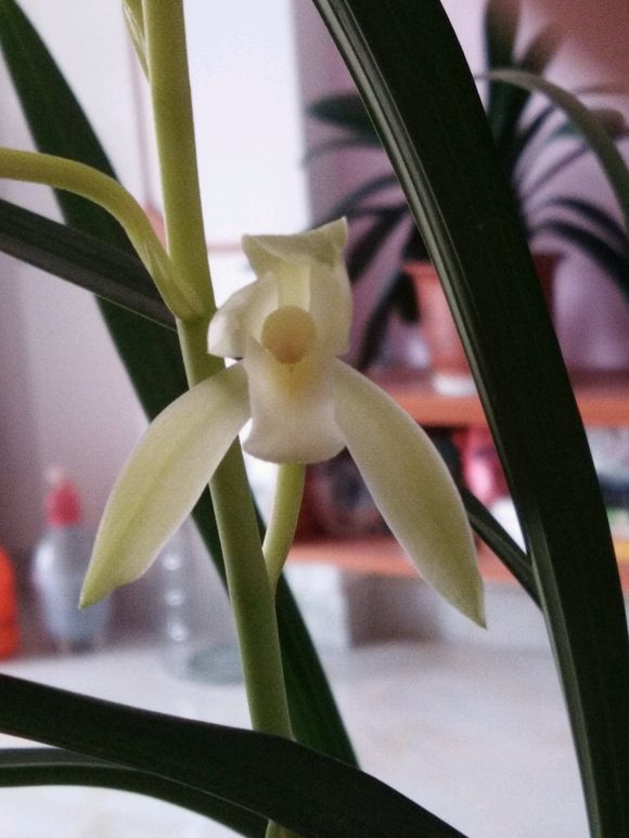 兰花防烂根最好方法,春季兰花烂根用什么药