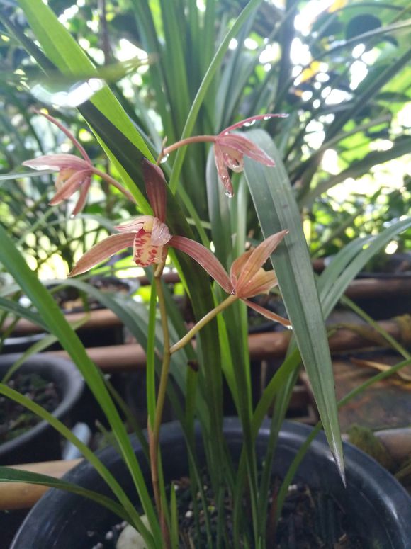 兰花防烂根最好方法,冬季兰花烂根处理后怎么上盆养护