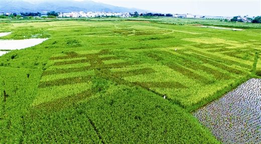 甯﹀姩鍐滄皯澧炴敹鑷村瘜鍔╁姏涔℃潙鎸叴,甯﹀姩鍐滄皯澧炴敹鑷村瘜鍔╂帹涔℃潙鎸叴