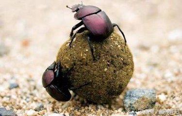 山海经异兽帝江长什么样,山海经异兽录蚩尤跟帝江谁厉害