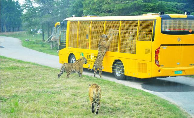 南京到上海公交,在南京坐公交车去上海