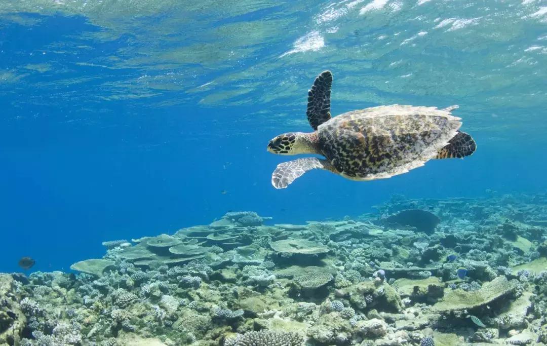 离马累近的居民岛,离马累近的旅游岛