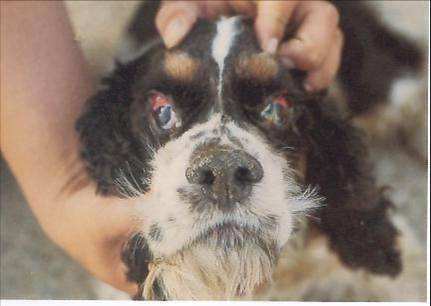 狗狗生病不吃不喝喂什么补充营养,泰迪狗狗生病的各种症状以及疗法