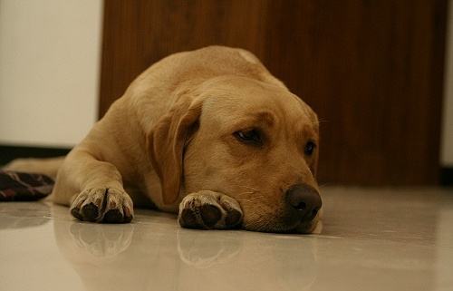 狗狗生病不吃不喝喂什么补充营养,泰迪狗狗生病的各种症状以及疗法