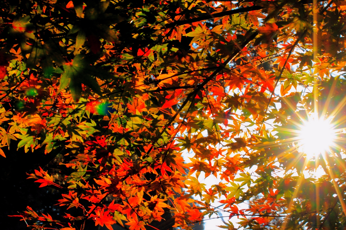 厉害了，加拿大人大概把所有热情都给了它？猜猜是什么