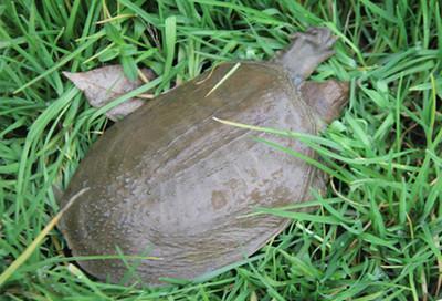 包池塘捉甲鱼的真相,舀水抓甲鱼