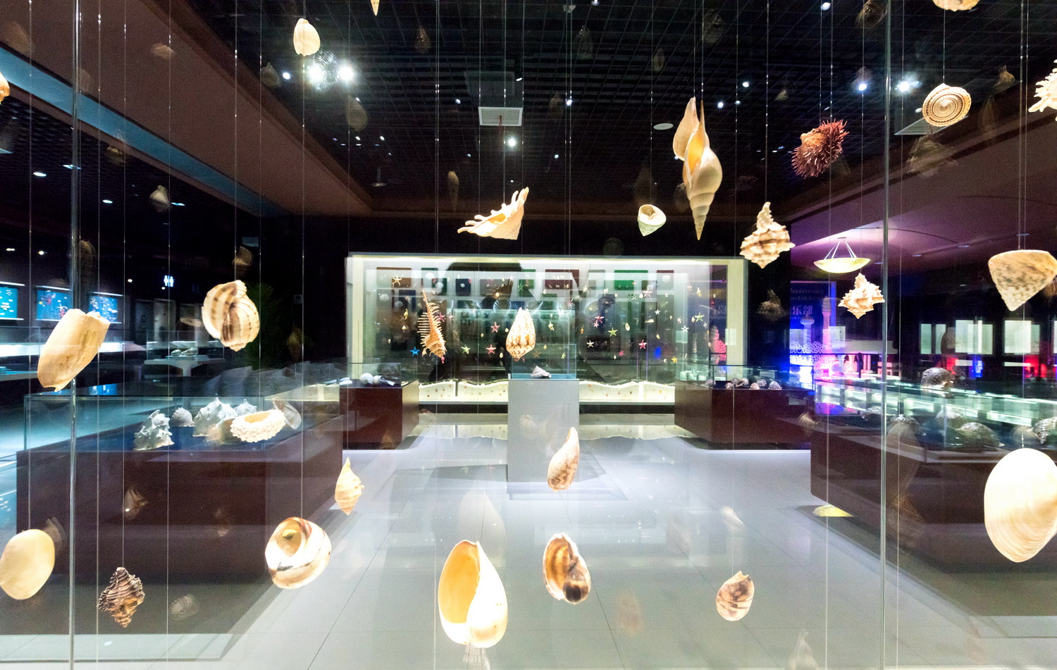 海边贝类种类,各种贝类的名称