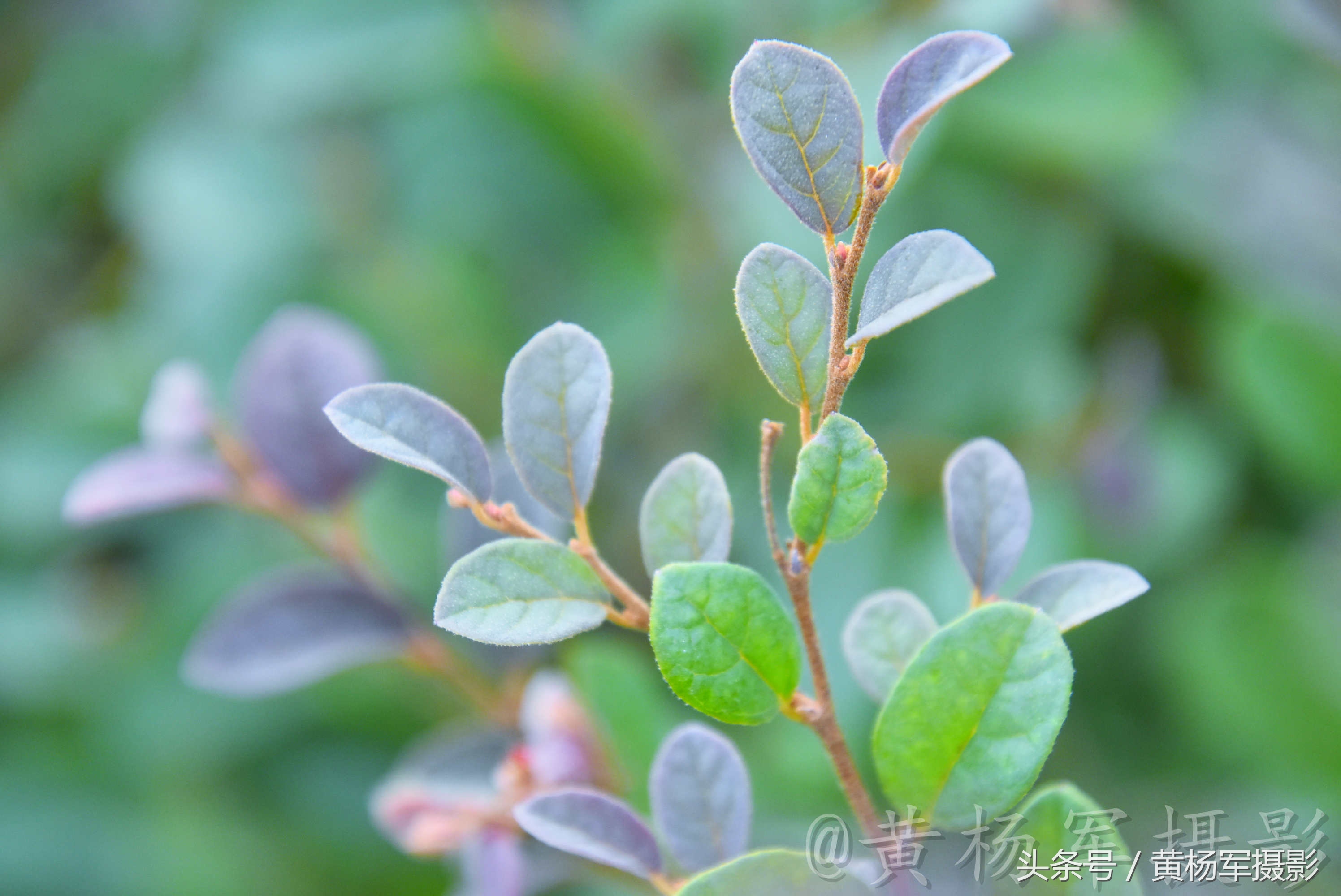 遇见·红花继木·的美