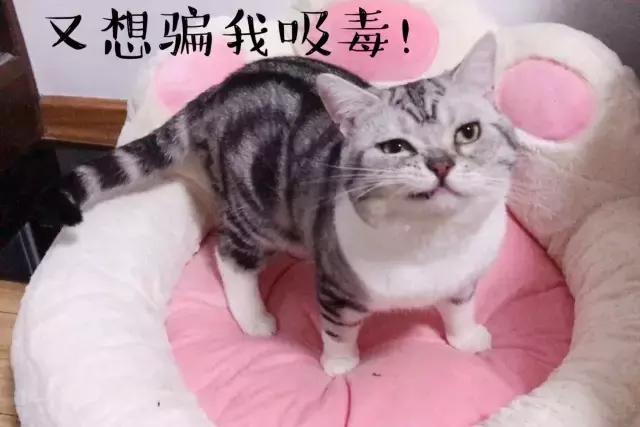 猫猫为了猫薄荷可以有多疯狂,记录猫咪吸猫薄荷日常