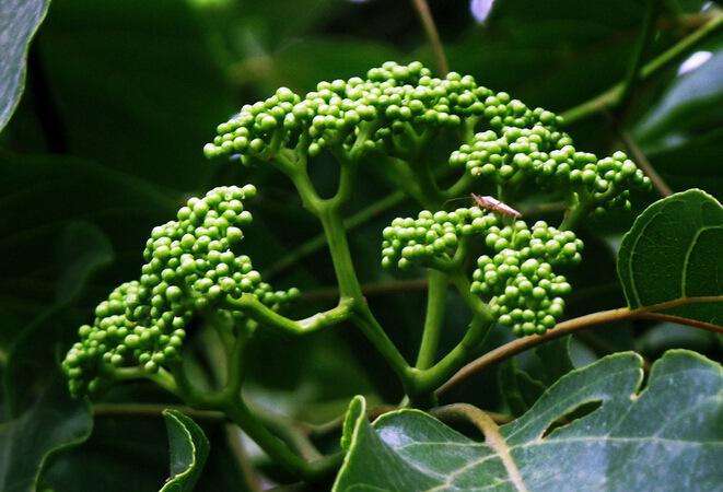 枳椇子解酒饮料,枳椇子中药中称什么药