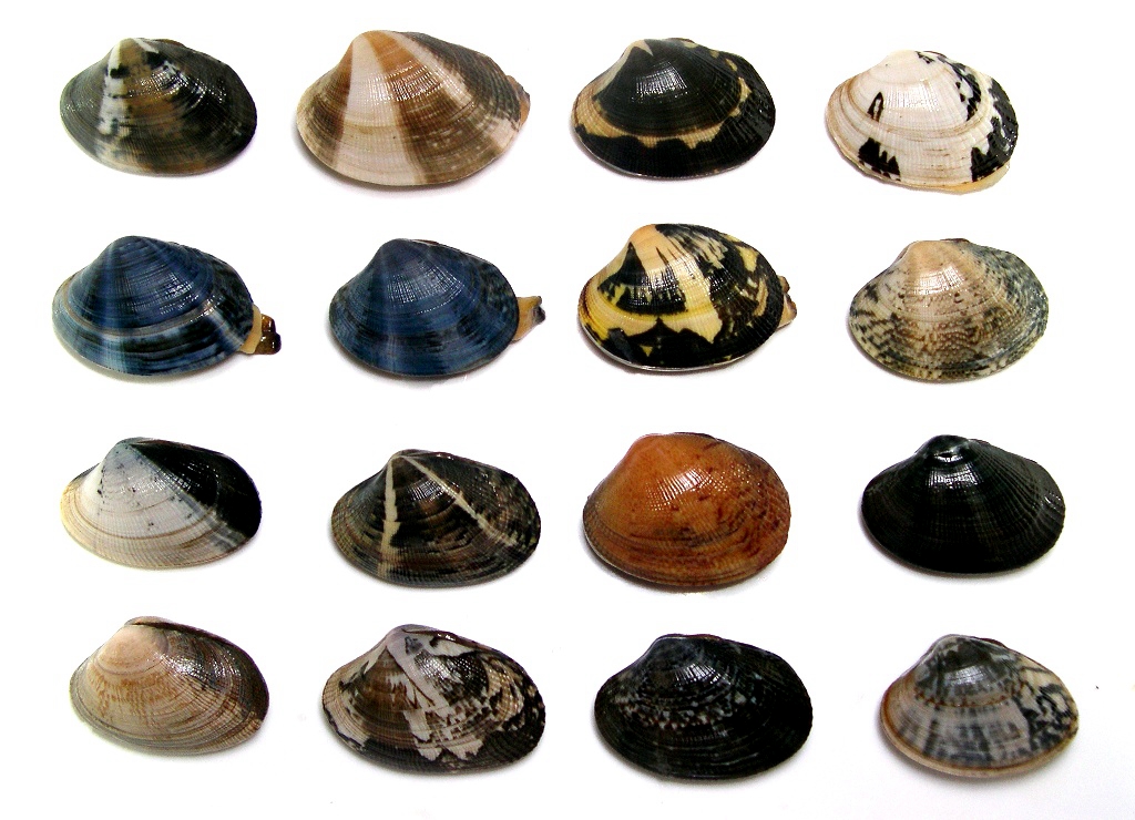 蛏子扇贝各种贝类如何区分,海鲜蛏的品种大全