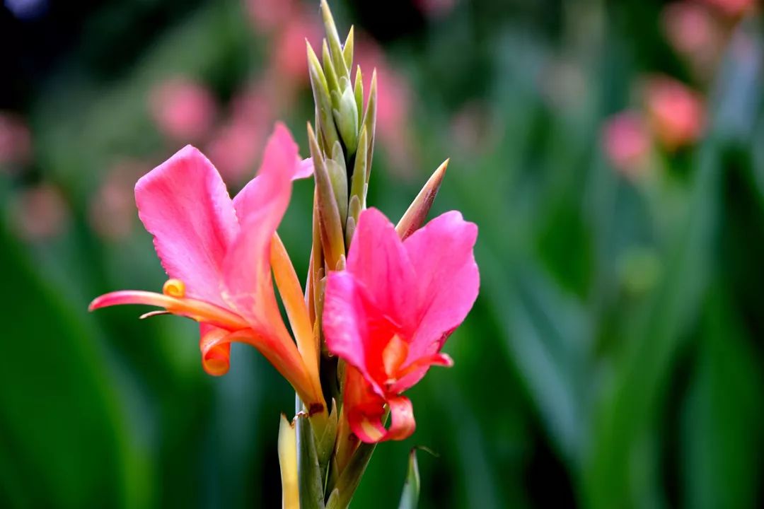 惊喜！8月24日黄姚花海景区免费入园了，这些“仙境”你舍得错过吗？