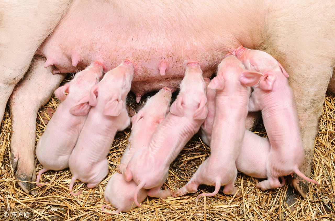 养猪要喂什么食物,养猪吃饲料好还是粥好