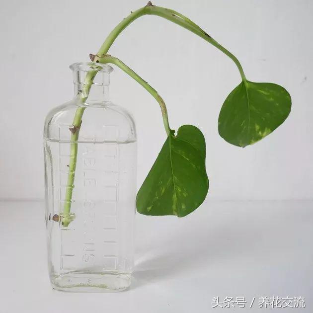 花卉绿萝的培养方法和技巧图片,绿萝繁殖最简单的方法图解