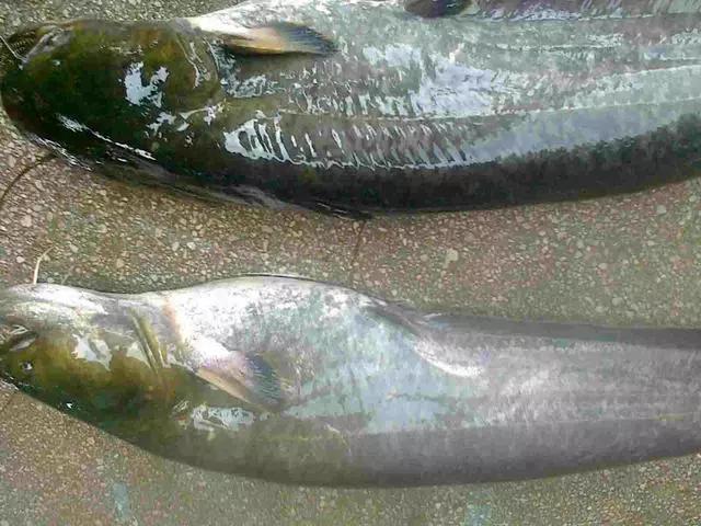 鲶鱼黄辣丁黑鱼的区别,黄辣丁黑鱼鲶鱼饵料