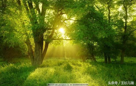 打造绿色生活,打造绿色房间