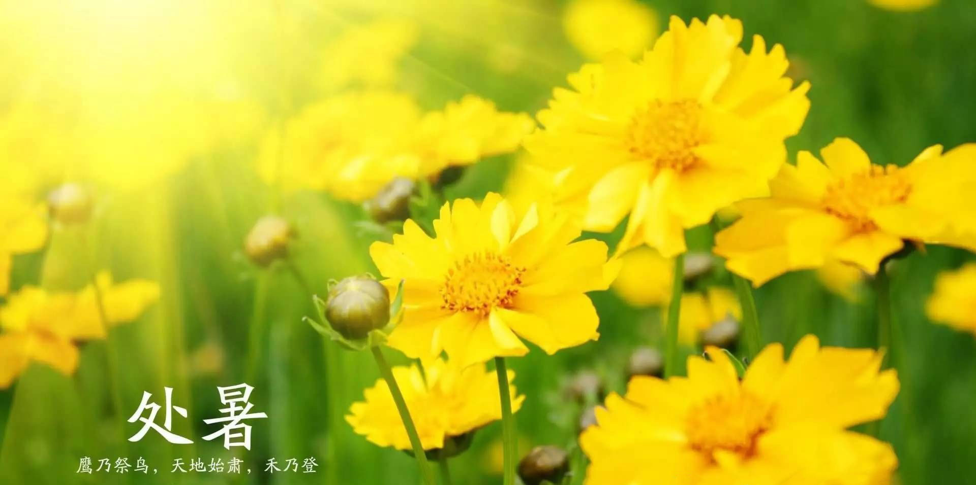 暑去天渐凉如何防秋燥,节气养生今日处暑防秋燥