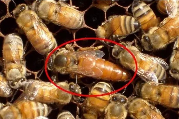 中蜂失王多久才能合并,中蜂失王如何合箱