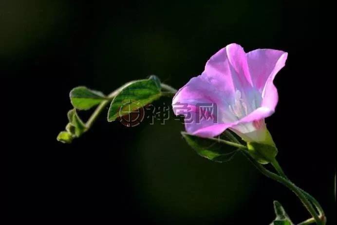 陆龟吃什么蔬菜水果比较好,陆龟最适合哪种牧草