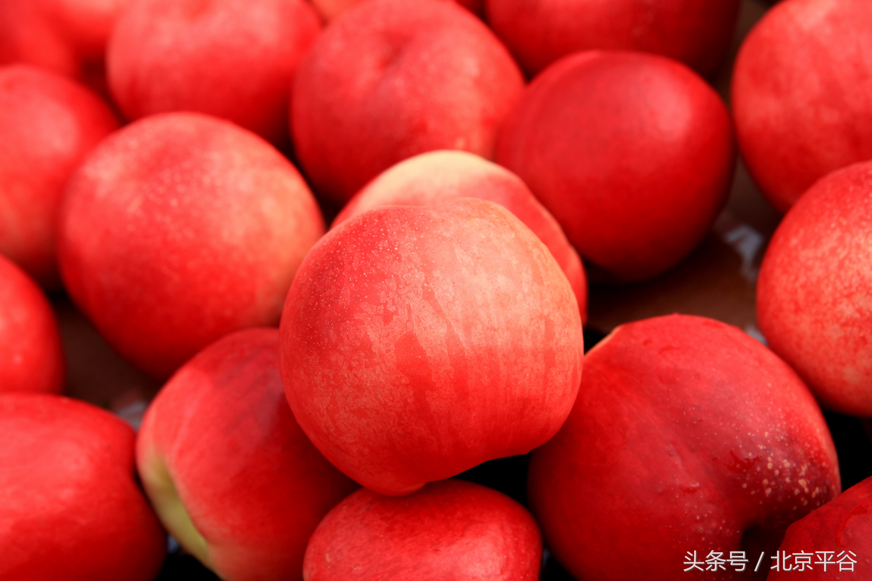 八月平谷,八月稻花香满城