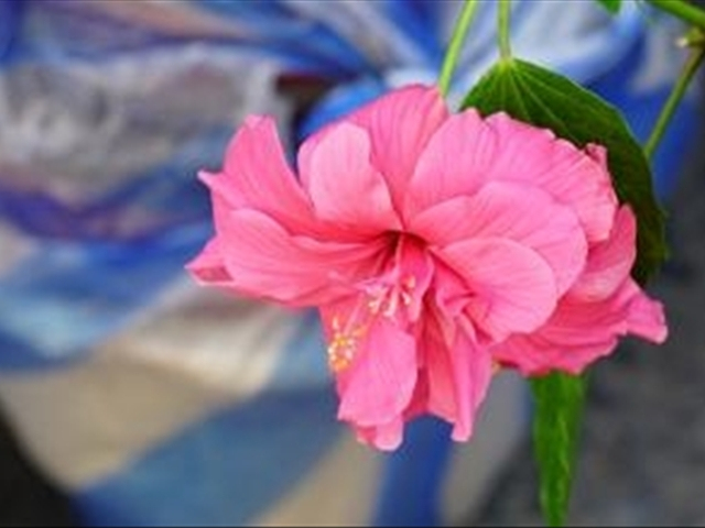 木菊花该如何养殖?学会这几种方法可以让木菊花爆盆