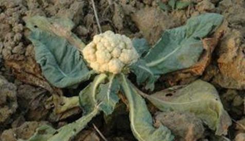 花菜有虫害怎么治,早春露地花菜有什么病虫害