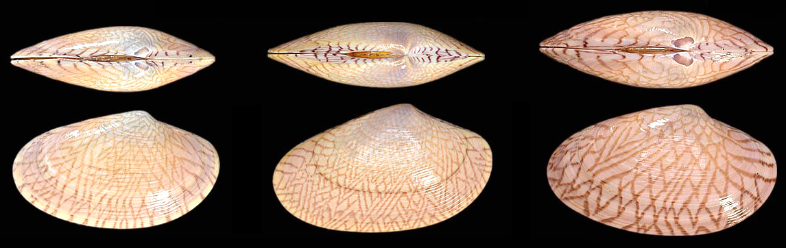 海边贝类种类,各种贝类的名称