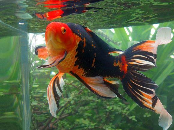 最好养的观赏鱼草金鱼的饲养要点,草金鱼饲养技巧