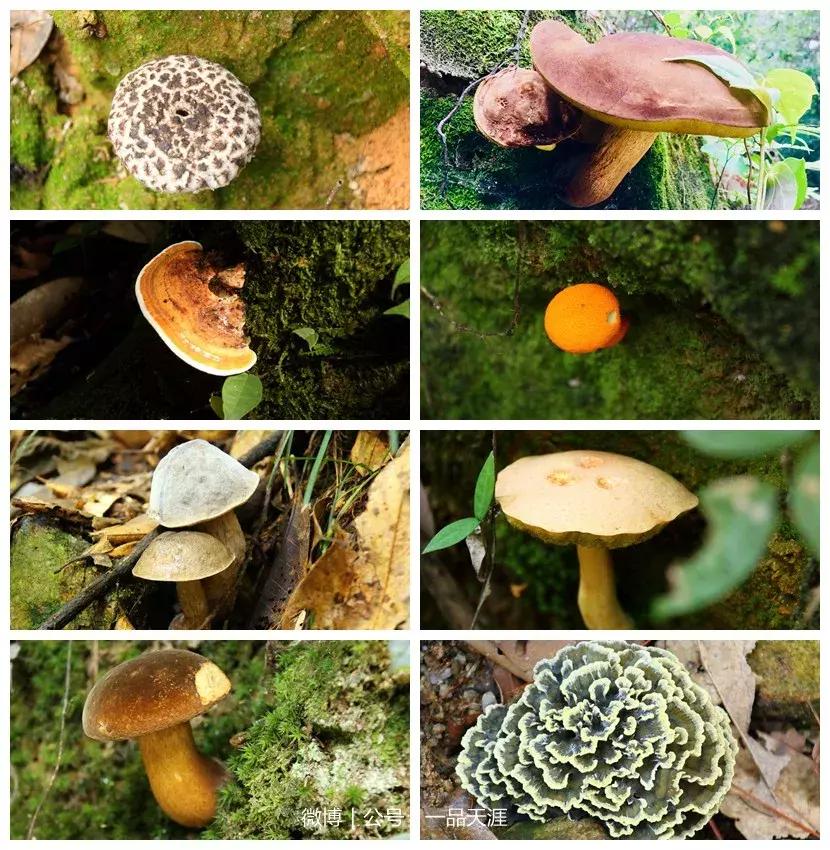 宋端宗、文天祥和红军都钟爱的明溪古村，我们有什么理由拒绝？