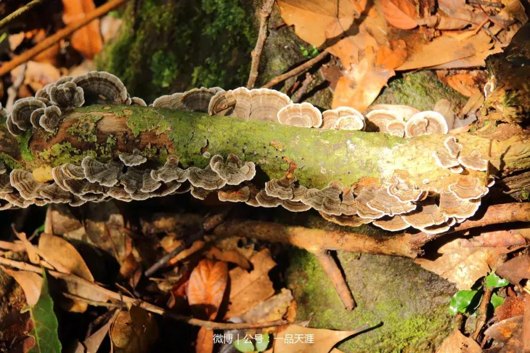 宋端宗、文天祥和红军都钟爱的明溪古村，我们有什么理由拒绝？