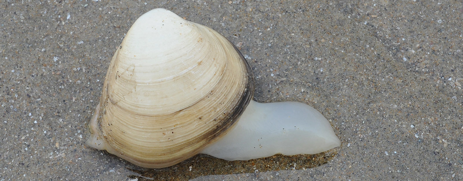 海边贝类种类,各种贝类的名称