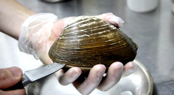 蛏子扇贝各种贝类如何区分,海鲜蛏的品种大全