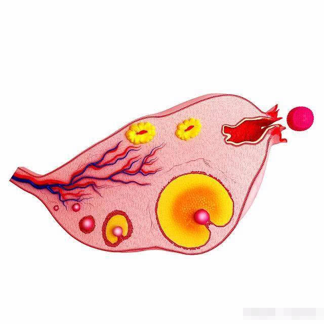 排卵日，女人身体会有这3种“感觉”，大部分女人能感觉到！