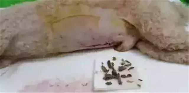 狗食物中毒肾衰竭,狗肾衰竭放弃治疗能活多久