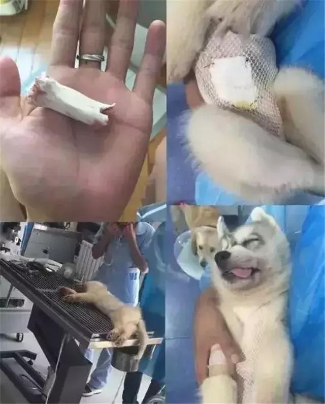 狗食物中毒肾衰竭,狗肾衰竭放弃治疗能活多久