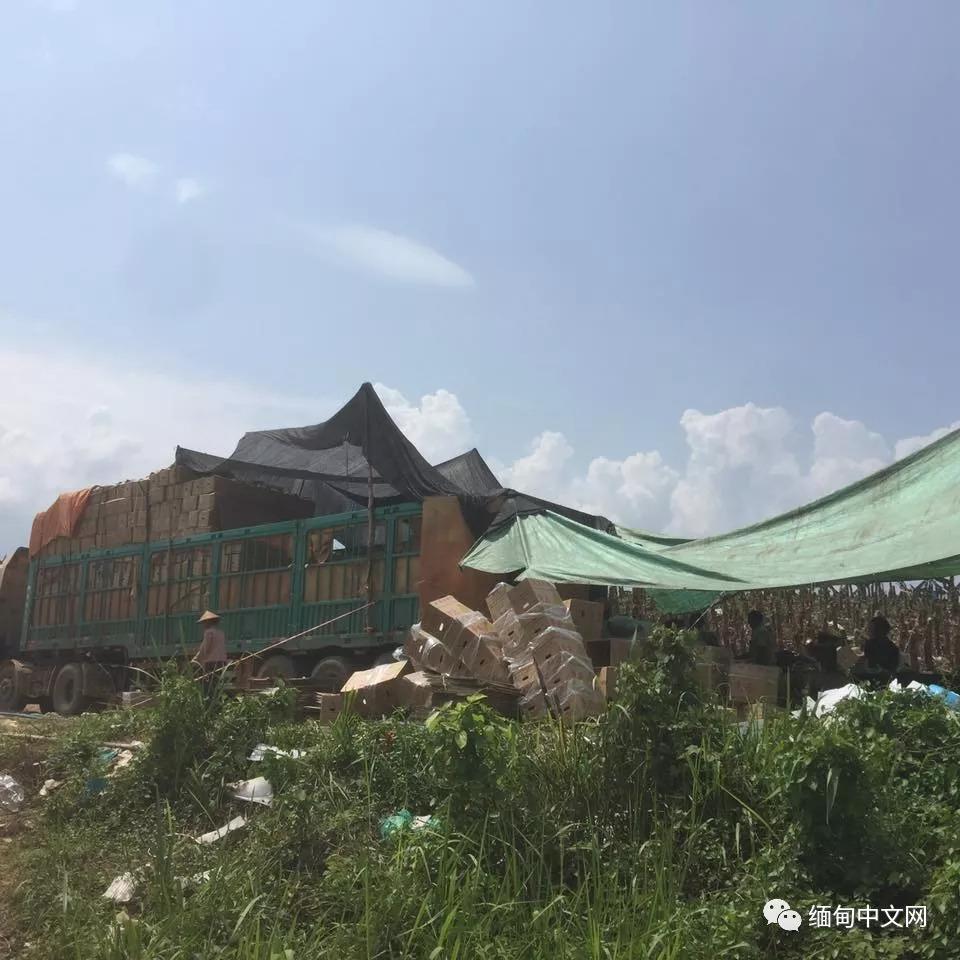 缅甸边境拉货,缅甸拉香蕉的中国司机