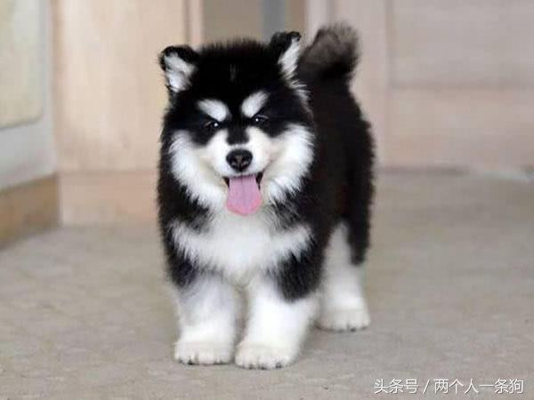 阿拉斯加身躯巨大攻击性强,阿拉斯加有什么缺点和优点