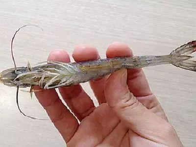 冷冻虾刺破手指怎么处理,海虾刺到手怎么处理