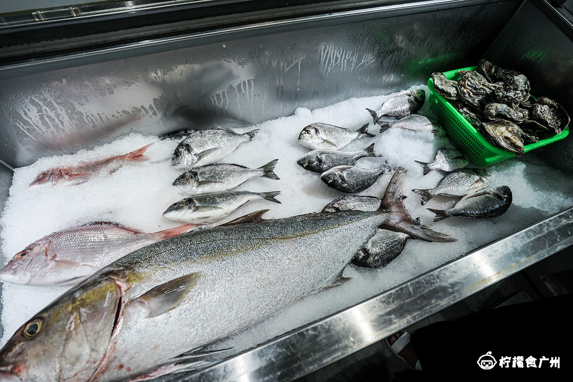 价值20w的金枪鱼,价值2k的蓝鳍金枪鱼