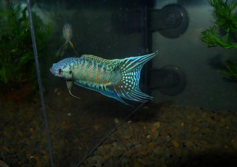 东南亚观赏鱼多少钱一条,中型热带观赏龙鱼推荐